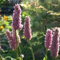 Bistort (Persicaria bistorta)