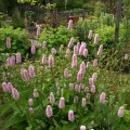 Bistort (Persicaria bistorta)
