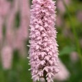 Bistort (Persicaria bistorta)