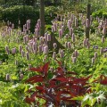 Bistort (Persicaria bistorta)