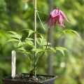 Clematis macropetala 'Cragside'