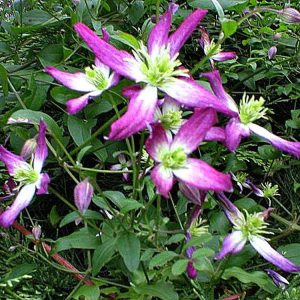 Clematis x triternata ‘Rubromarginata’