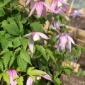 Clematis alpina ‘Willy’