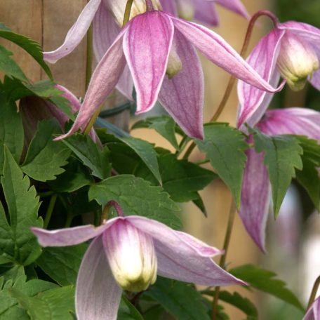 Clematis alpina ‘Willy’