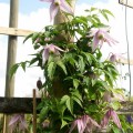 Clematis alpina ‘Willy’