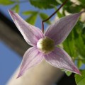 Clematis alpina ‘Willy’
