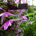 Clematis alpina ‘Willy’