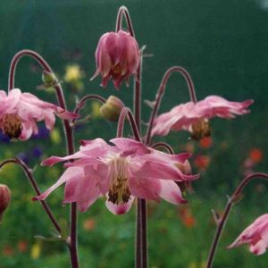 Aquilegia clematiflora (pink)