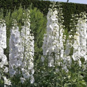 Delphinium Galahad