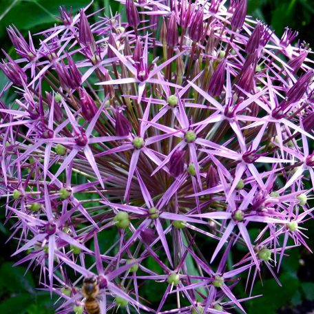 Allium christophii