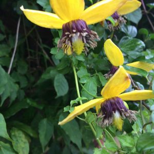 Clematis Golden Tiara