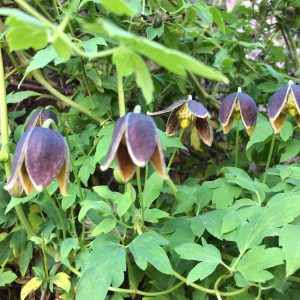 Clematis tibetana subsp. vernayi ‘Glasnevin Dusk’