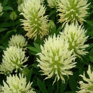 Trifolium ochroleucum