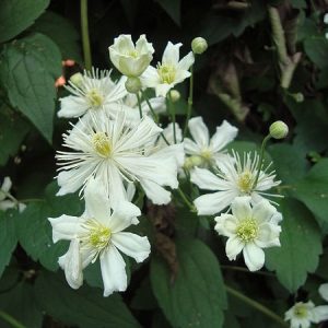 Clematis potaninii