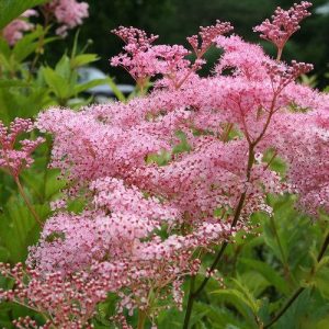 Filipendula rubra ‘Venusta’