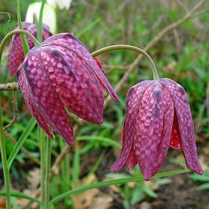 Fritillaria meleagris