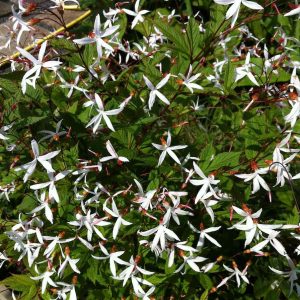 Gillenia trifoliata