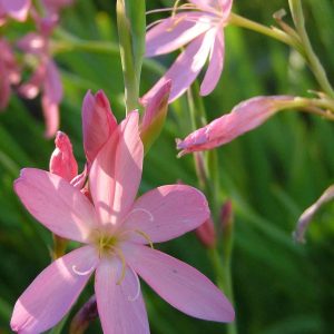 Hesperantha coccinea (pink)