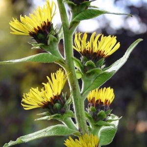 Inula racemosa (magnifica, helenium)