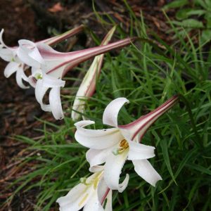 Lilium formosanum var. Pricei