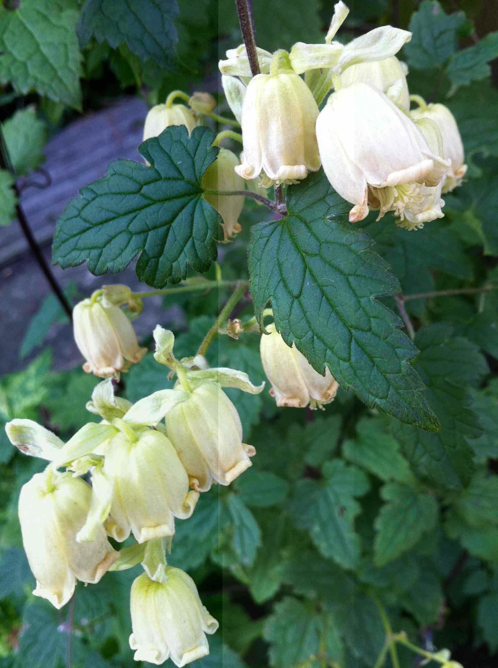 clematis-rehderiana-moongarden