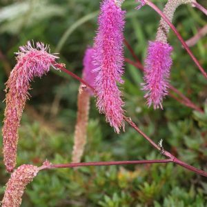 Sanguisorba hakusanensis Lilac Squirrel