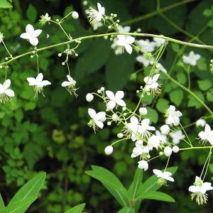 Thalictrum delavayi ‘Album’