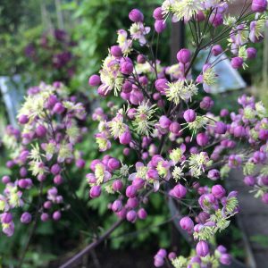 Thalictrum Elin