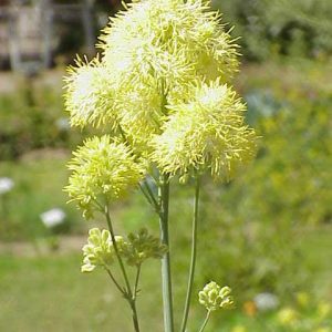 Thalictrum flavum subsp. Glaucum