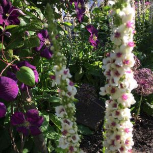 Verbascum chaixii ‘Album’