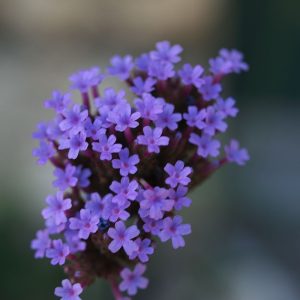 Verbena bonariensis