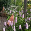 Persicaria bistorta superba