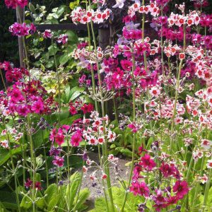 Primula japonica