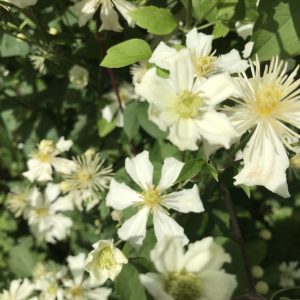 Clematis potaninii ‘Summer Snow’