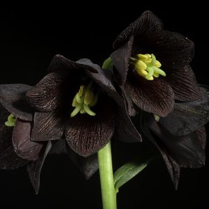 Fritillaria camschatcensis