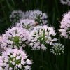 Allium angulosum