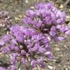 Allium angulosum