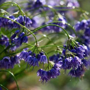 Allium cyaneum